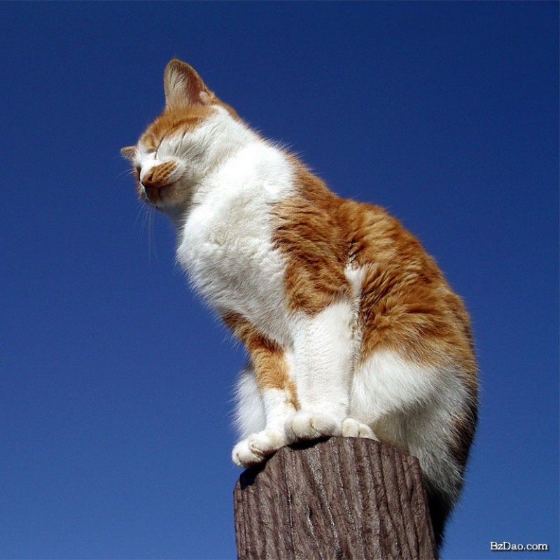 猫咪宝贝888
